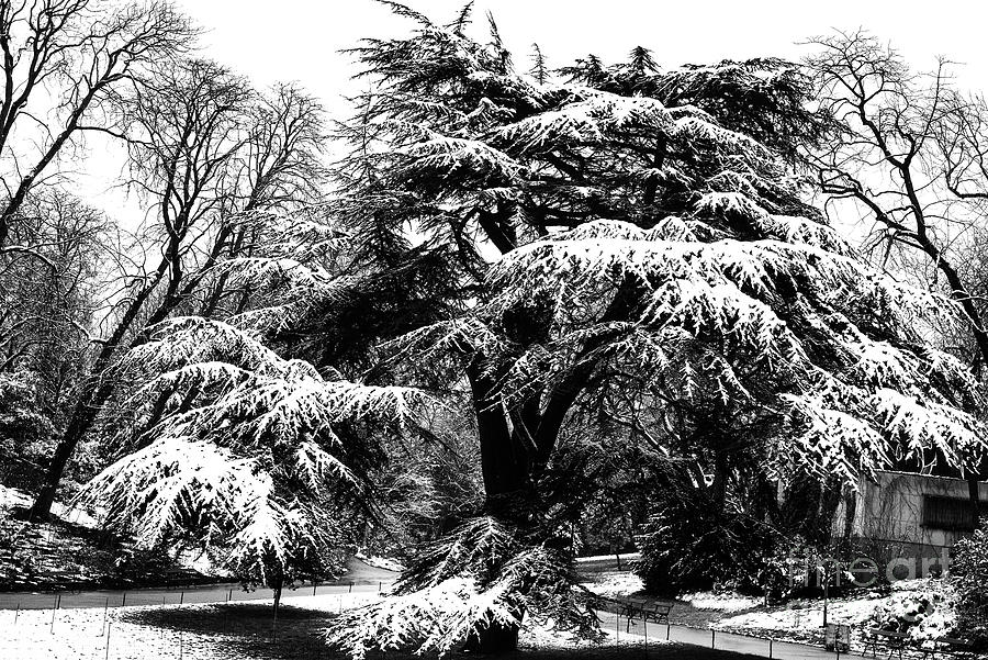 The Park Des Buttes Chaumont In Snow. Photograph