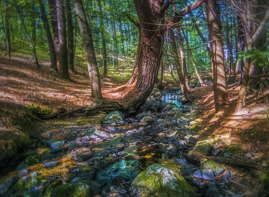Summer Photograph - The Parrish Woods by Jerry LoFaro