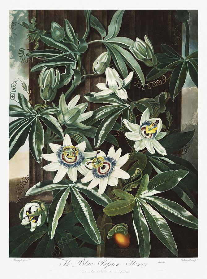 The Passiflora Cerulea from The Temple of Flora 1807 by Robert John Thornton Painting by Les Classics