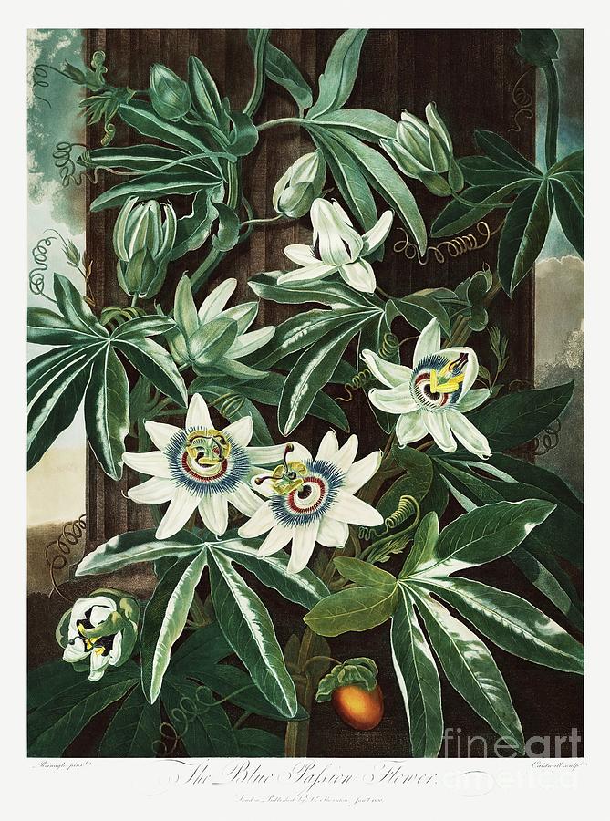 The Passiflora Cerulea from The Temple of Flora 1807 by Robert John Thornton. Painting by Shop Ability
