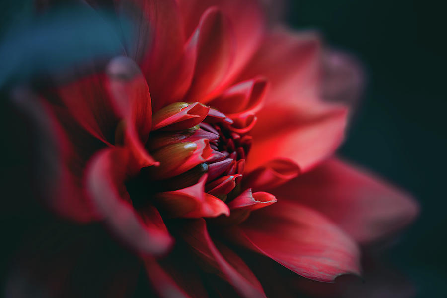 The Passionate Dahlia Photograph by Ada Weyland