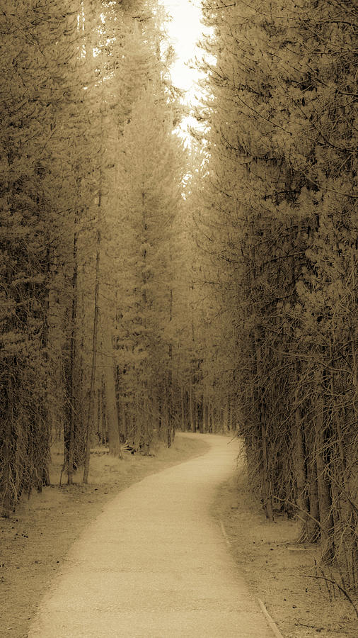 Curved Photograph - The Path Ahead by Donald Rogers Curved Photograph - The Path Ahead by Donald Rogers