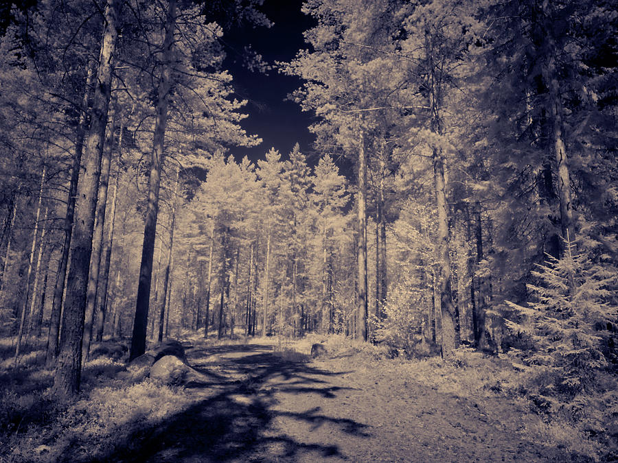 The path in the IR forest Photograph by Jouko Lehto
