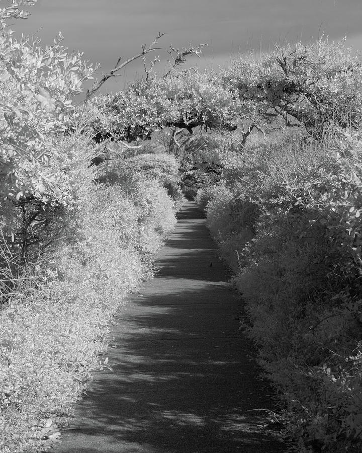 The Path Photograph by Leah Palmer