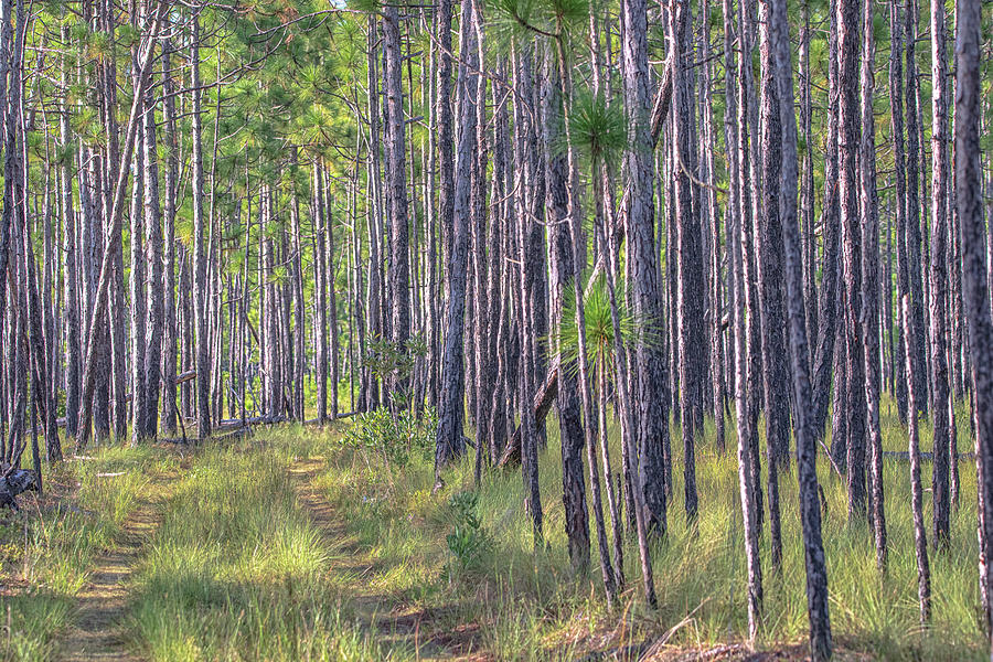 The Path Less Taken - Croatan National Forest Photograph by Bob Decker