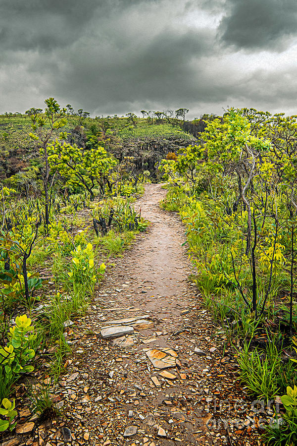 Nature Digital Art - The path of Cerrado. Rocky trail surrounded by the Cerrado vegetation of Brazil on a cloudy day. by Vinicius Bacarin