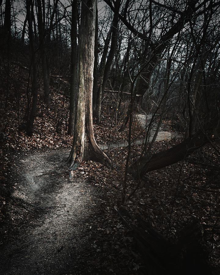 The Path Photograph by Scott Norris