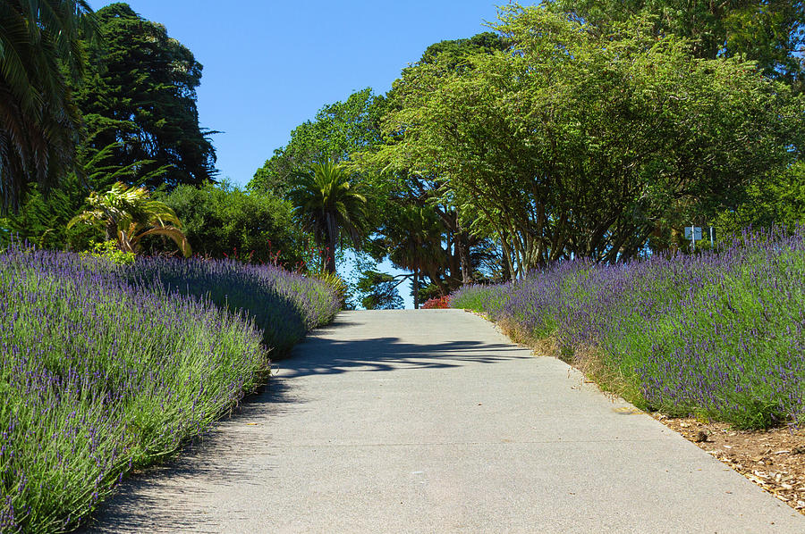 The Path Through Lavender Photograph by Bonnie Follett