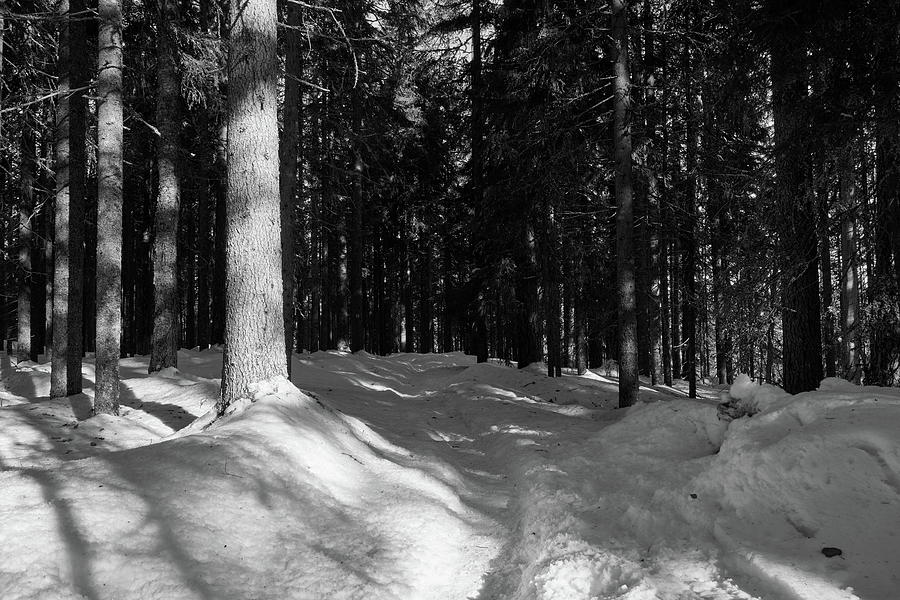 The Path through Snow bw. Seitseminen March 2022 Photograph by Jouko Lehto