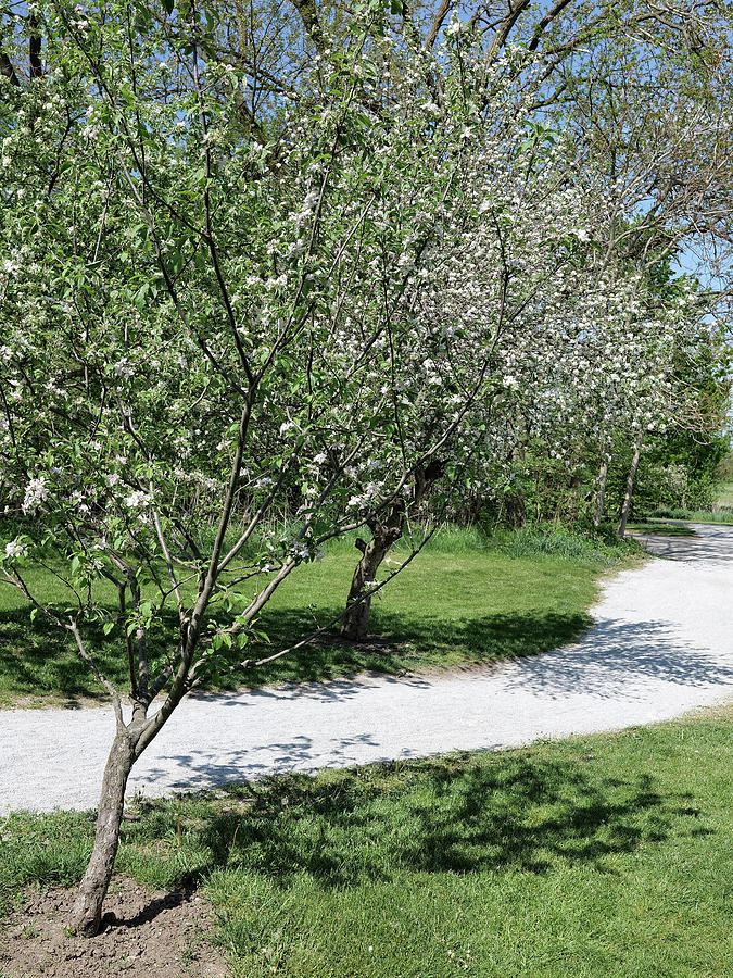 The Path Through the Apple Trees Photograph by Scott Kingery