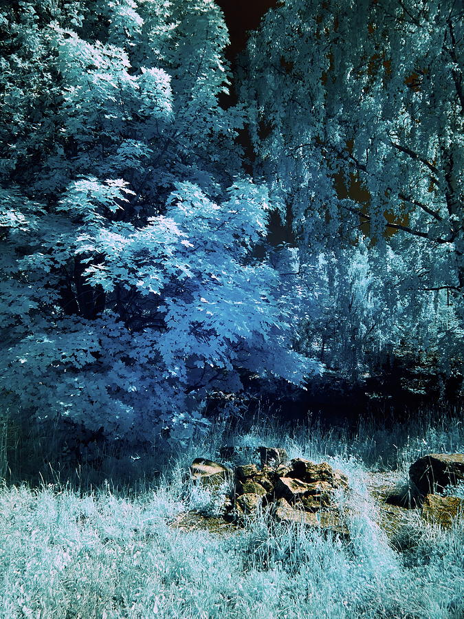 The Path Through The Blue Trees Photograph