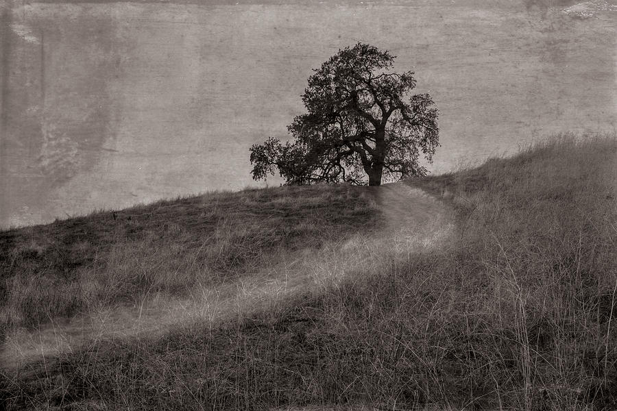 The path to the lone tree on a hill Photograph by Alessandra RC