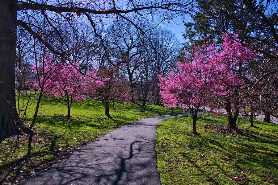 The Pathway to Cherry Blossoms Photograph by Anthony Sacco
