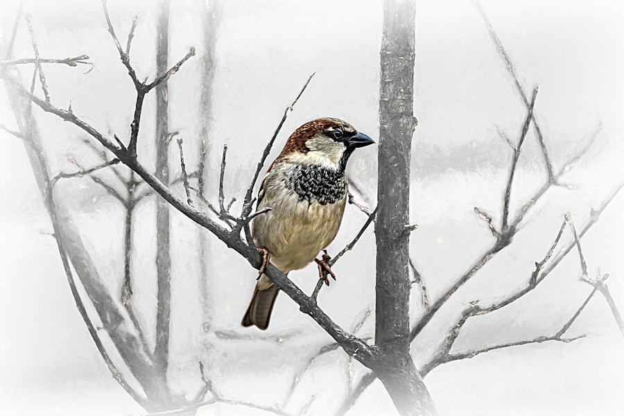 The Patient Male House Sparrow Photograph by Debra Martz