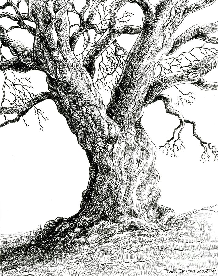 The Patient Oak Drawing by Travis Jimmerson - Fine Art America