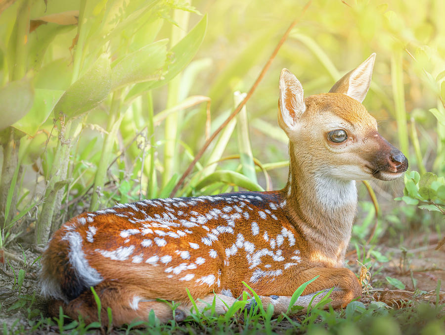 The Peaceful Fawn Photograph by Jordan Hill