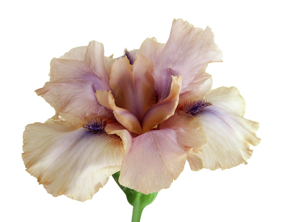 The Peach Iris Flower Photograph by David and Carol Kelly