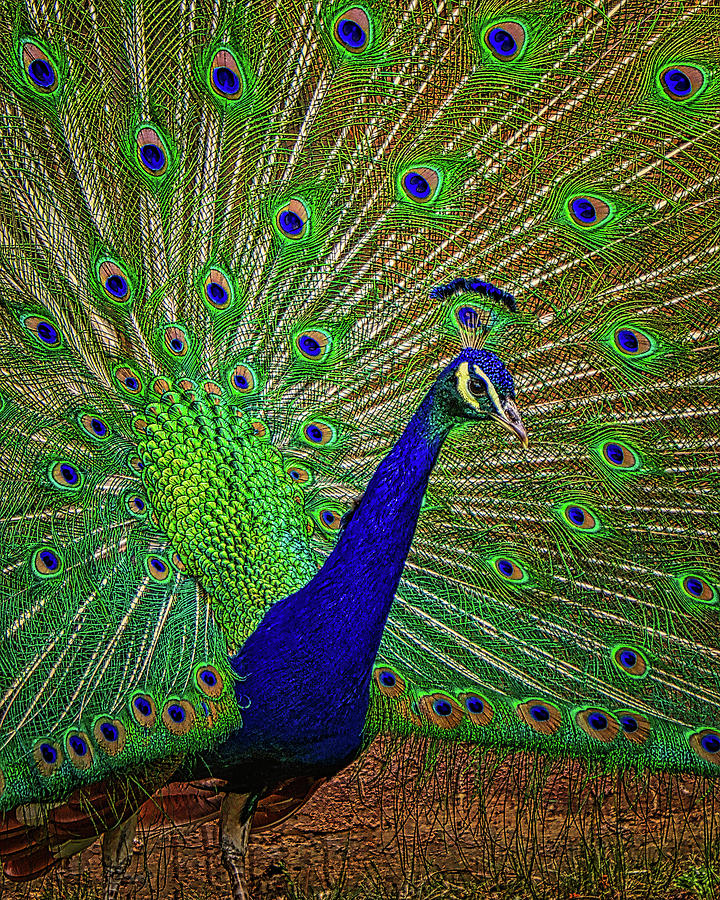 The Peacock 11 Photograph by Ernest Echols