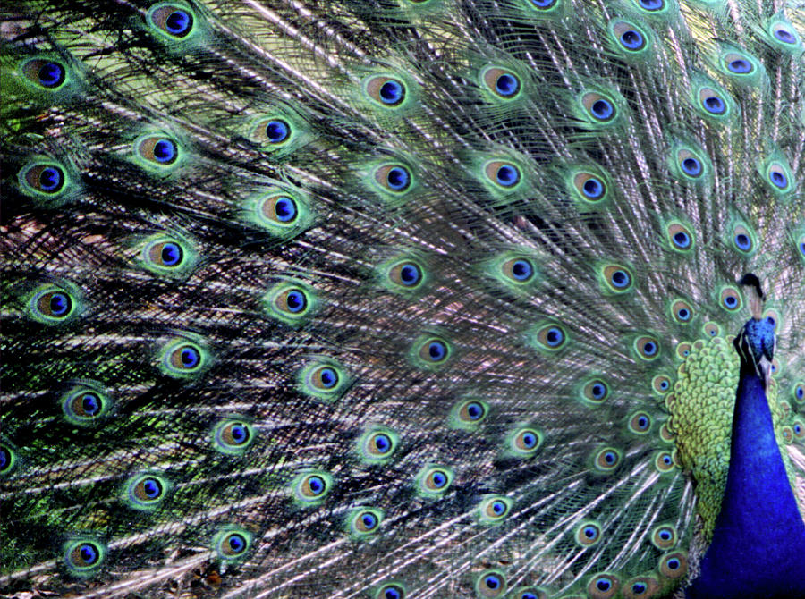 The Peacock Photograph by Wayne King