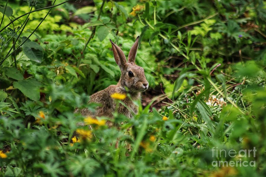 The Peekaboo Hare Photograph by LaDonna McCray