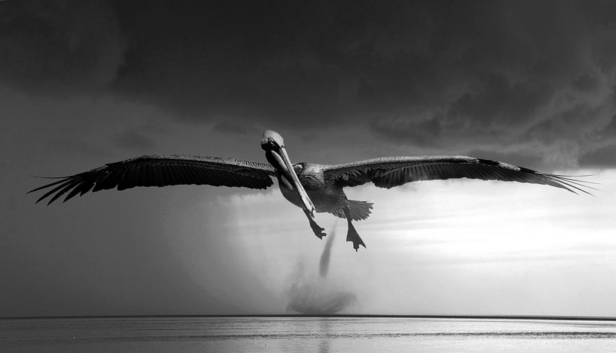 The Pelican and the waterspout BW Photograph by David Lee Thompson