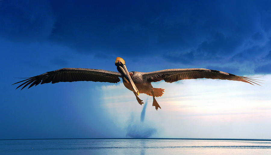 The Pelican and the waterspout Photograph by David Lee Thompson