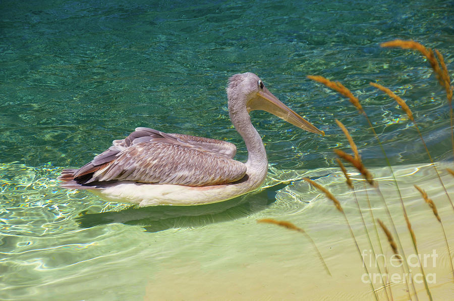 The Pelican bird Photograph by Elaine Manley - Fine Art America