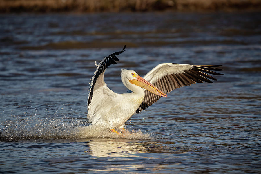 The Pelican Landing Photograph by Jordan Hill
