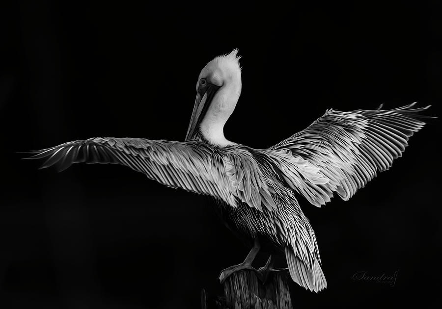 The Pelican Painting Photograph by Sandra Js