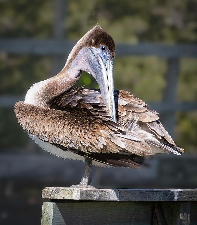The Pelican Scratch Photograph by Norma Brandsberg
