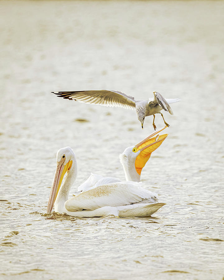The Pelicans Fish - Vertical  Photograph by Patti Deters