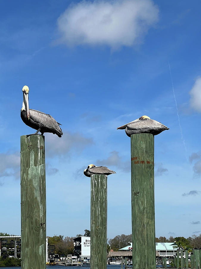 The Pelicans Photograph by Gerri Bigler