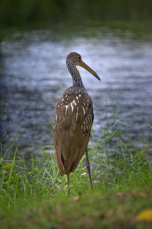 The Pensive Limpkin Photograph by Mark Andrew Thomas