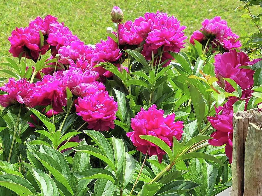 The Peony Bunch Photograph by Charlotte Gray