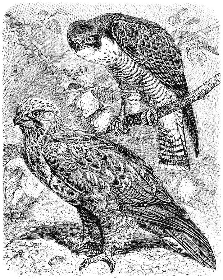 The peregrine falcon (Falco peregrinus) and The rough-legged buzzard (Buteo lagopus) Drawing by Nastasic