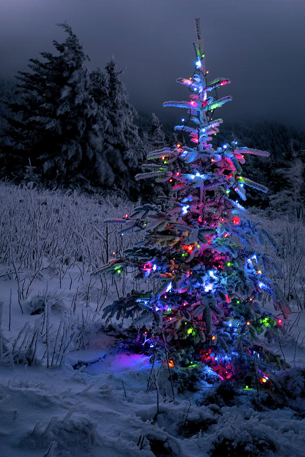 The perfect Christmas tree Photograph by Serge Skiba