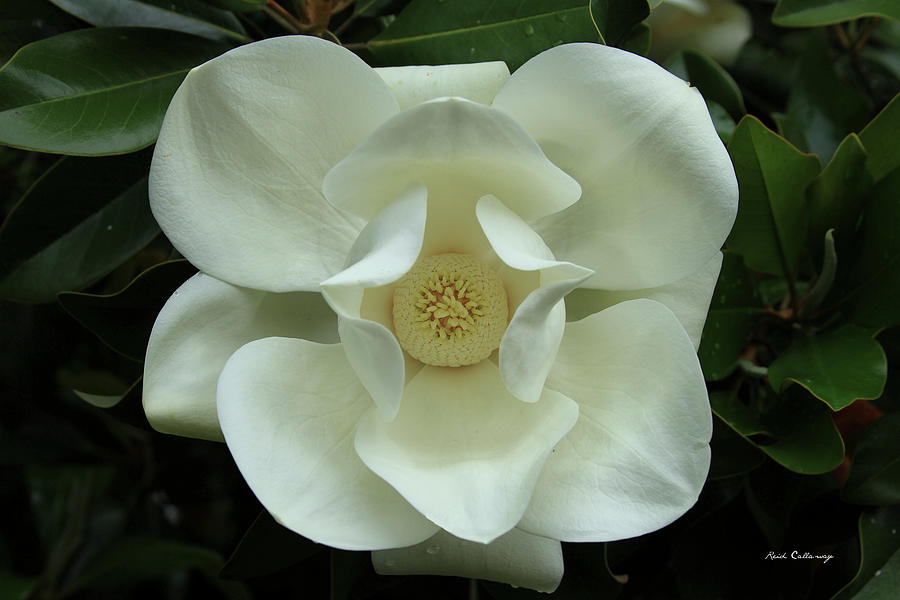 The Perfect Magnolia Blossom Georgia Flower Art Photograph by Reid Callaway