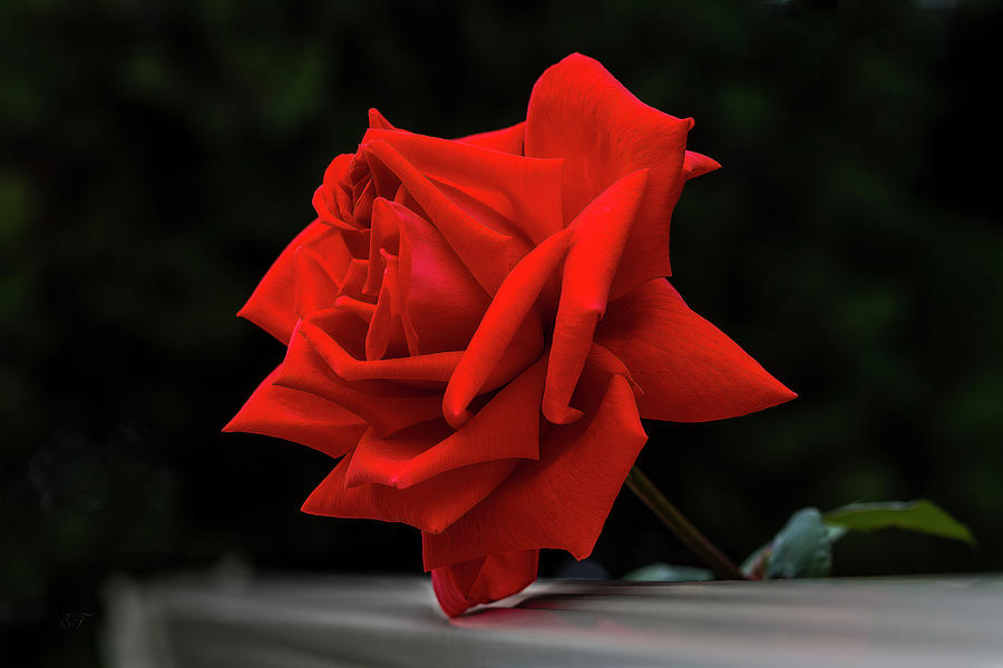 The Perfect Red Rose Photograph by Elaine Teague
