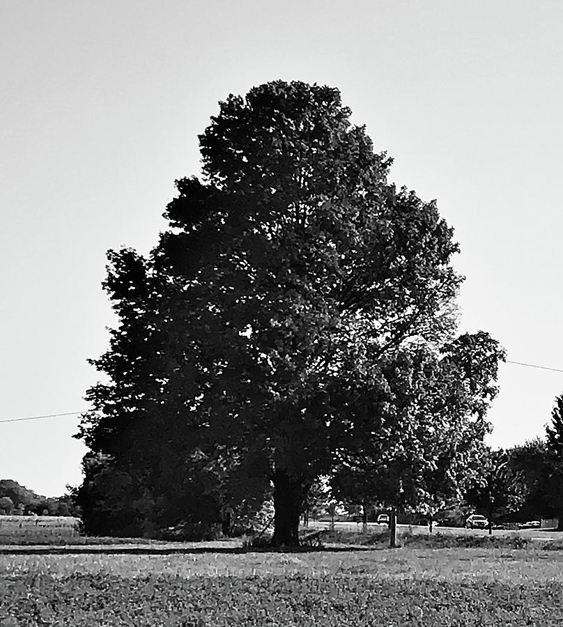 The Perfect Tree Monochrome  Photograph by Eileen Backman