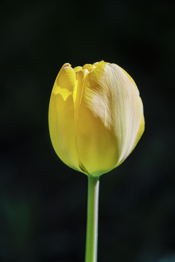 The Perfect Tulip Photograph by Tricia Louque