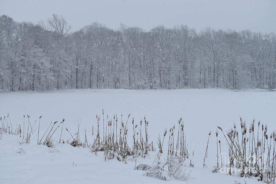 The Perfect Winter Photograph by Stefania Caracciolo