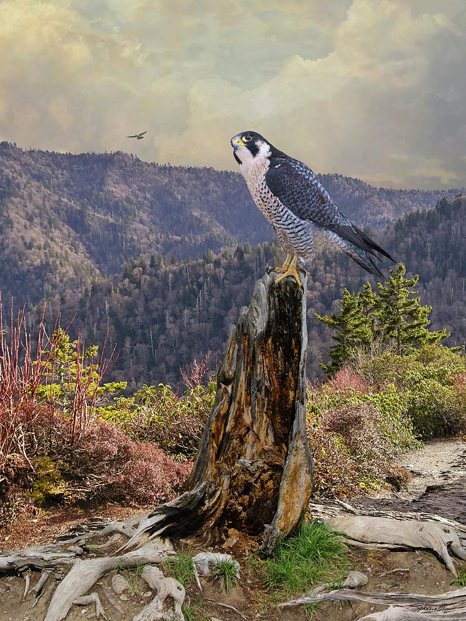 The Peregrine Falcon Digital Art by M Spadecaller