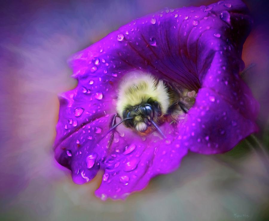 The Petunia and the Bee Photograph by Marjorie Whitley