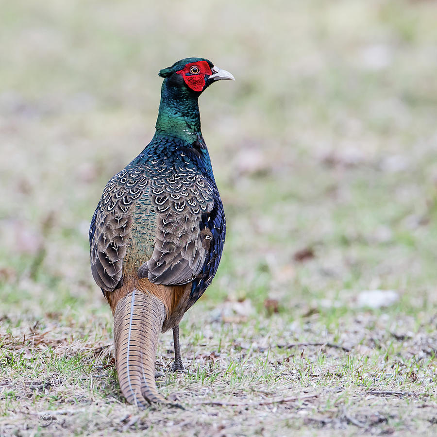 The Pheasant Beauty s back Photograph by Torbjorn Swenelius