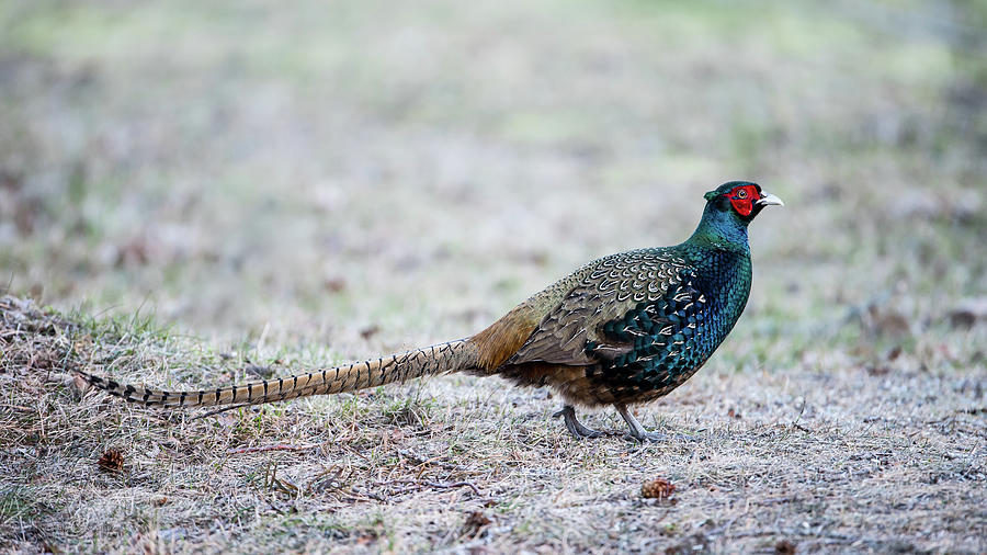 The Pheasant Beauty Photograph by Torbjorn Swenelius