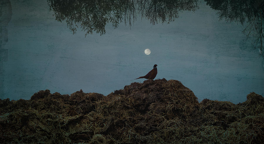 The Pheasant Photograph by Yasmina Baggili