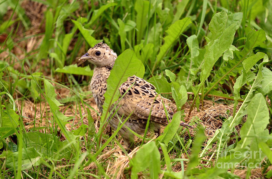 The Pheasants Chick Photograph