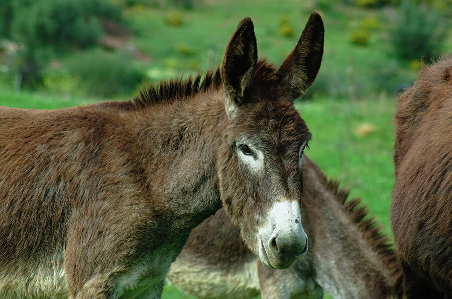 The Photogenic Donkey Photograph by Angelo DeVal