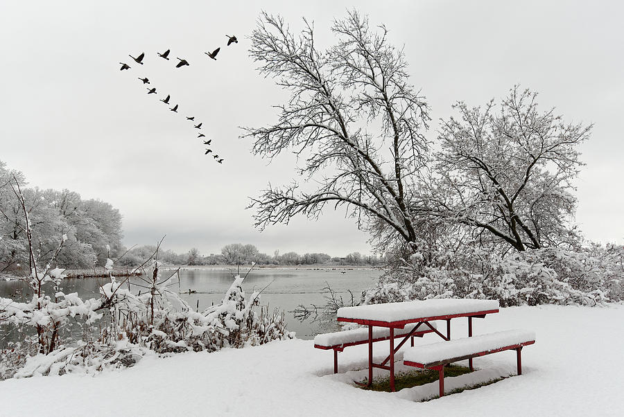 The Picnic is Over, Lets Head South -  red snow covered picnic table and geese at Yahara river WI Photograph by Peter Herman