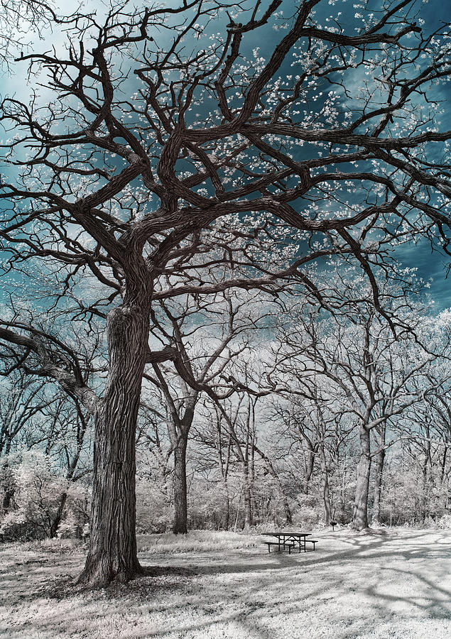 The Picnic Oak - Oak leafing out at Lake Kegonsa state park with picnic table in infrared Photograph by Peter Herman